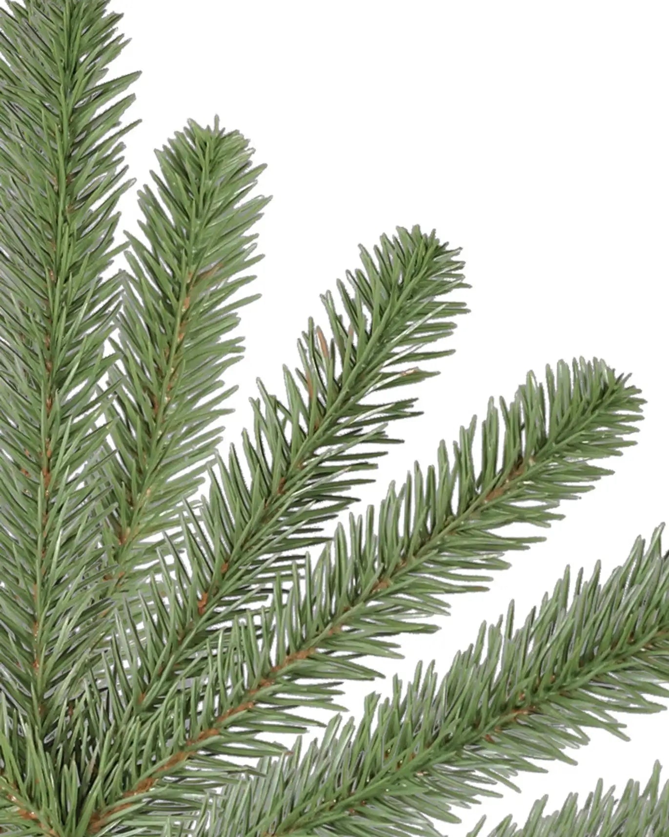 Nantucket Blue Spruce?? Narrow