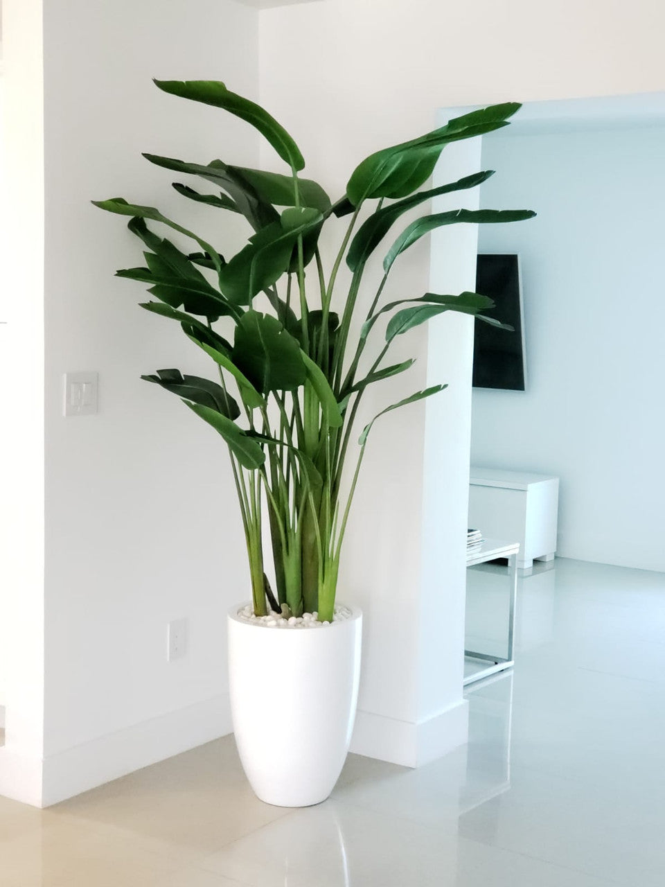 7 ft Bird of Paradise with Ben Planter in Glossy White