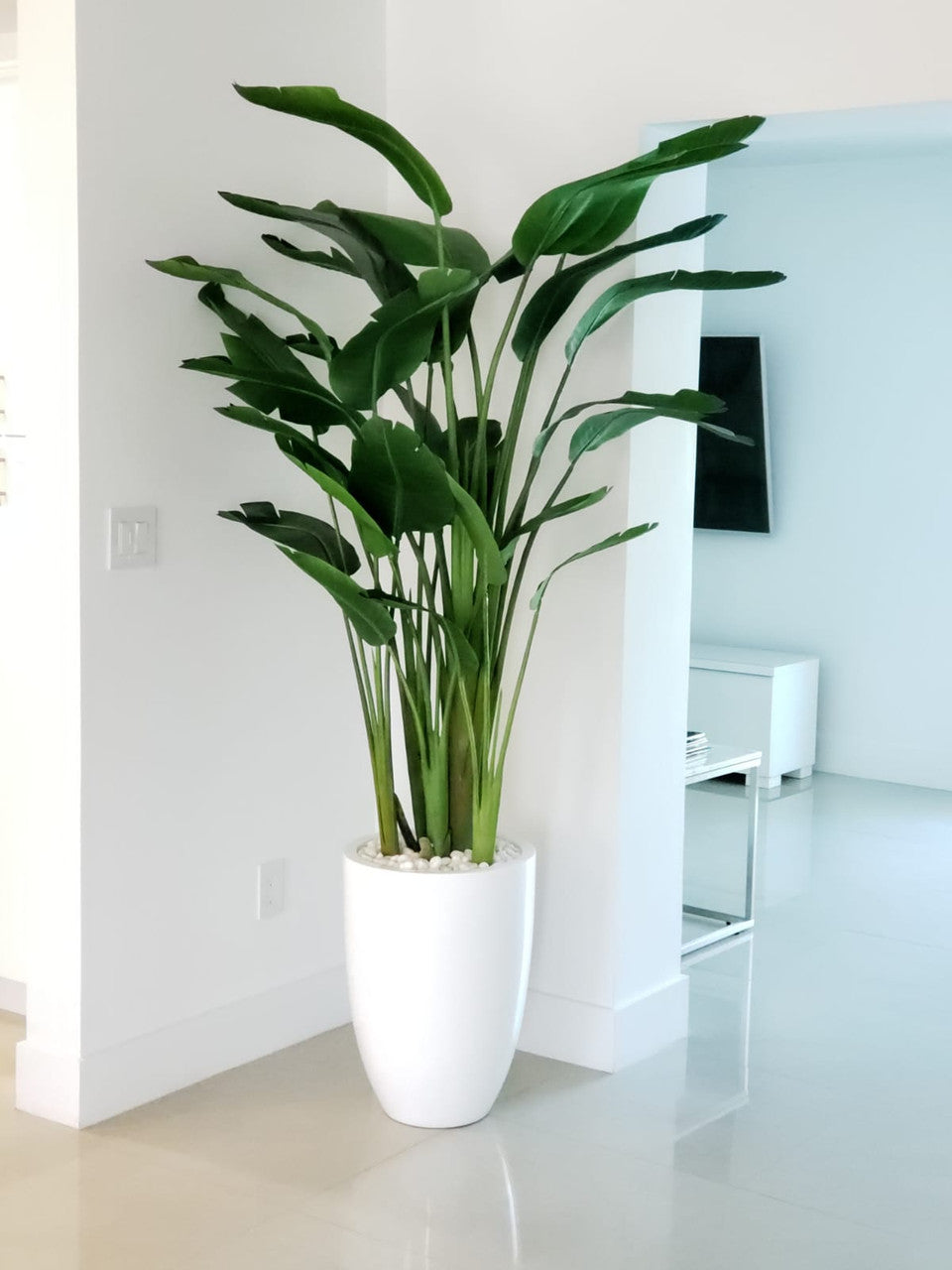 7 ft Bird of Paradise with Ben Planter in Glossy White