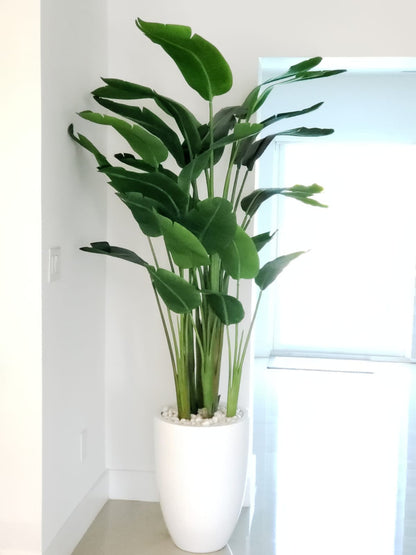 7 ft Bird of Paradise with Ben Planter in Glossy White