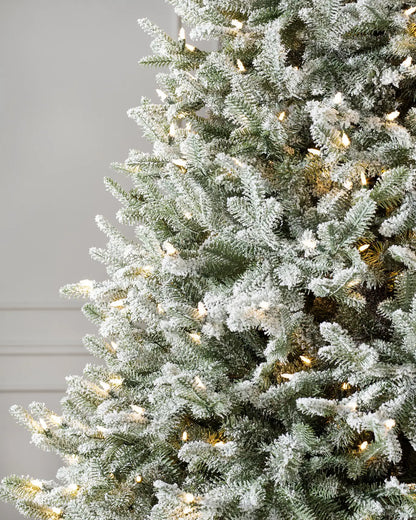 Frosted BH Balsam Fir??