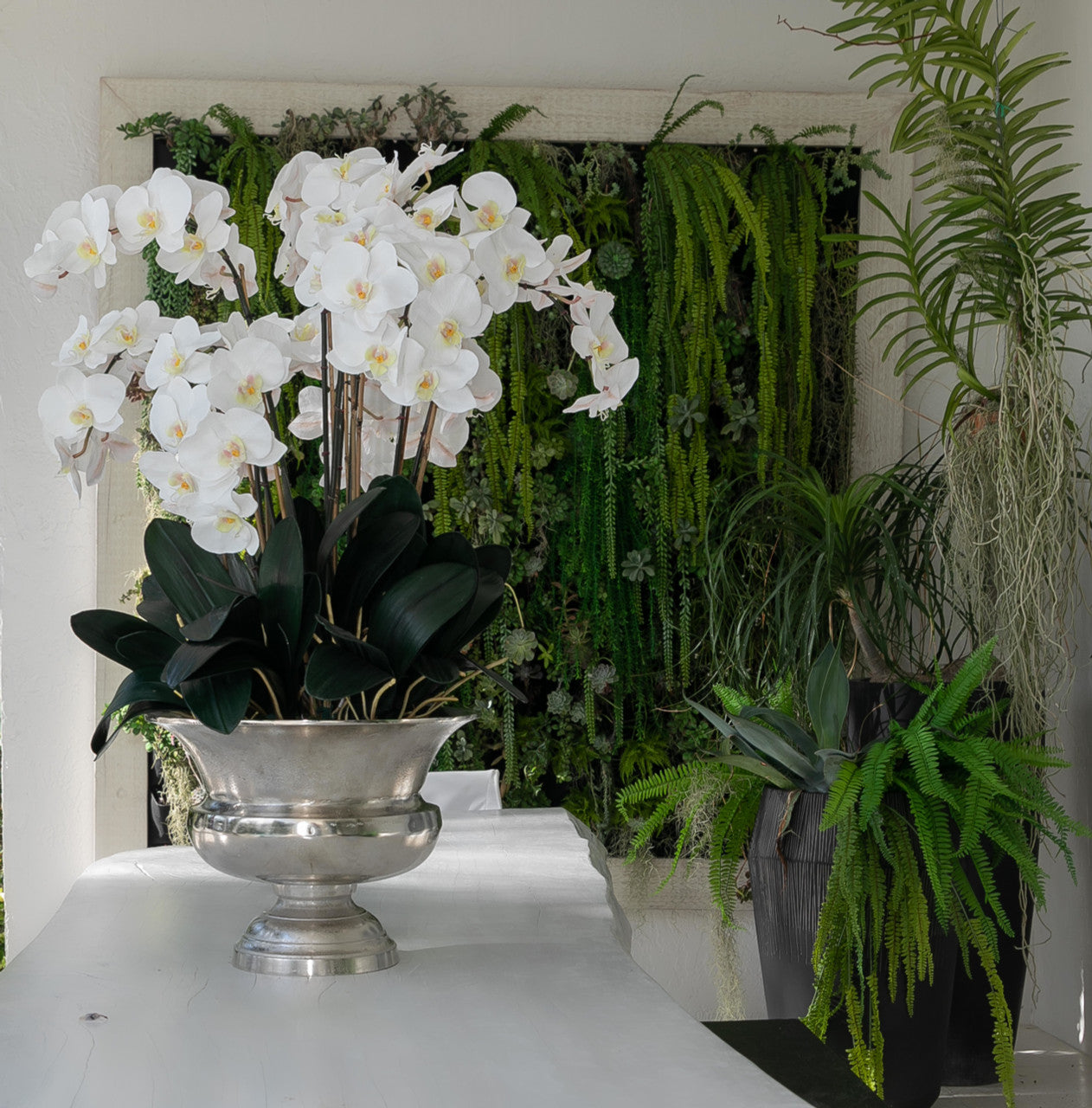 Large Titus Urn with Phalaenopsis Orchids