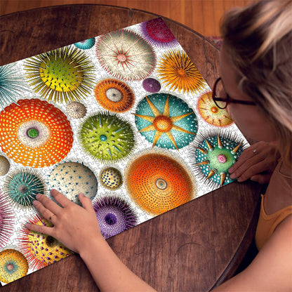 Colorful Sea Urchin Jigsaw Puzzles 1000 Pieces