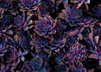 Impossible Purple Succulent  Jigsaw Puzzle 1000 Pieces