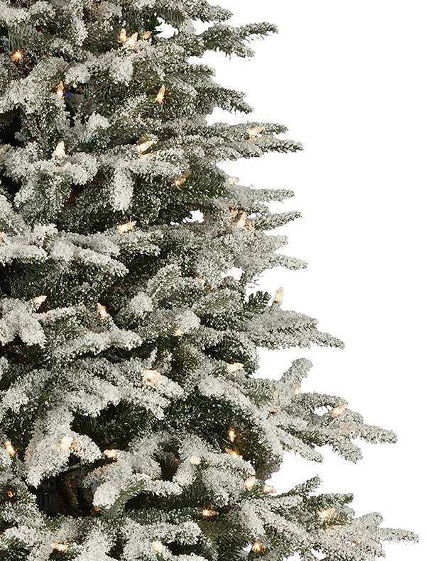 Frosted Fraser Fir=