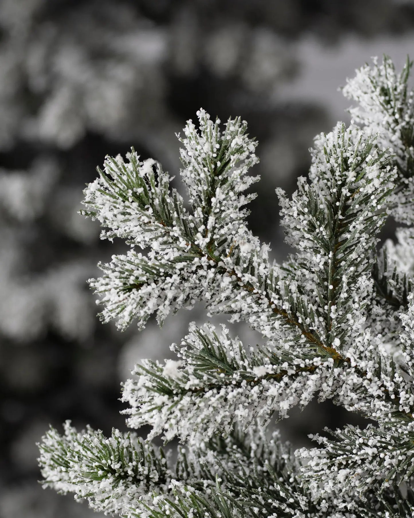 Frosted Yukon Spruce??