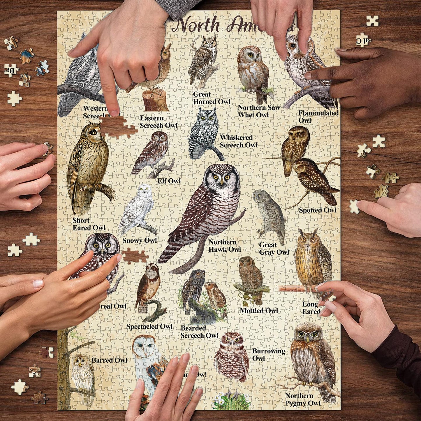 Vintage the North American Owl Jigsaw Puzzle 1000 Pieces