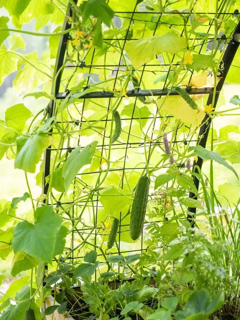 2' x 4' Arch Trellis with Planter Boxes