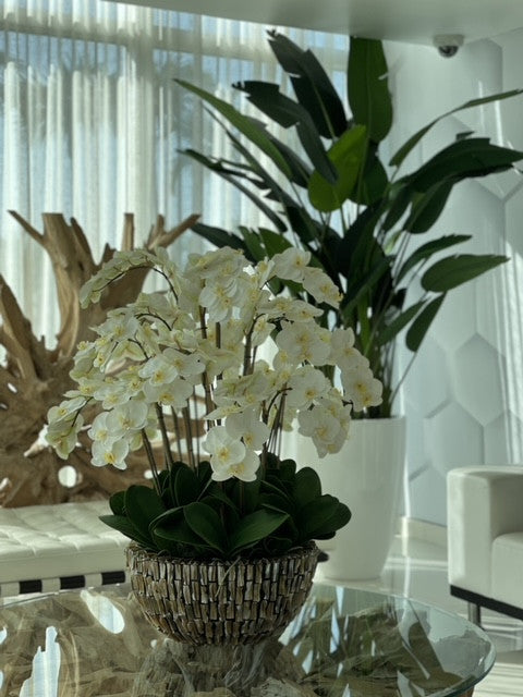 Extra Large Abalone Vase with Cascading White Orchids