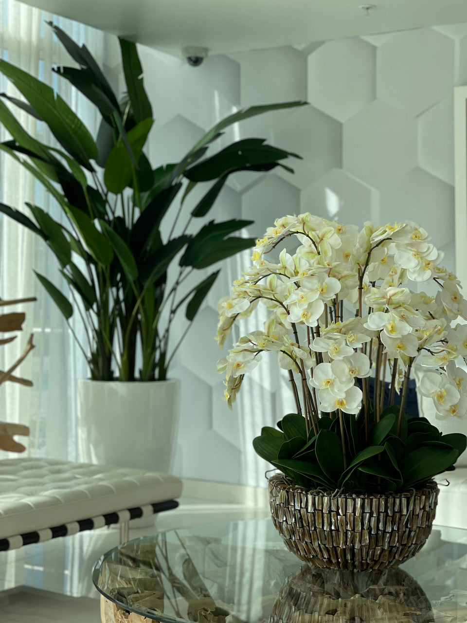 Extra Large Abalone Vase with Cascading White Orchids