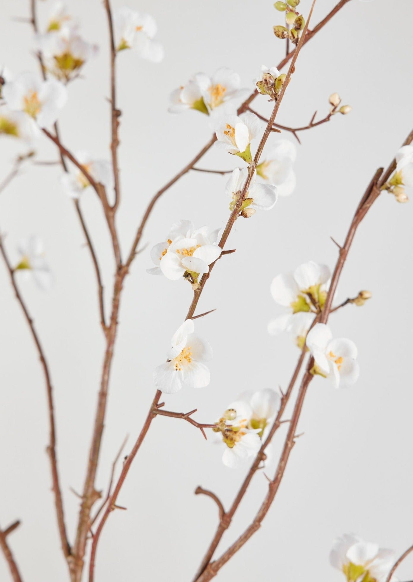 Faux Quince Blossom Branch in Cream - 54"