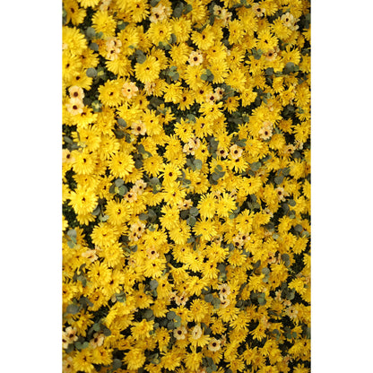 Roll Up Fabric Artificial Burnt Yellow Euryops Pectinatus  Flower Wall Wedding Backdrop, Floral Party Decor, Event Photography-VF-069