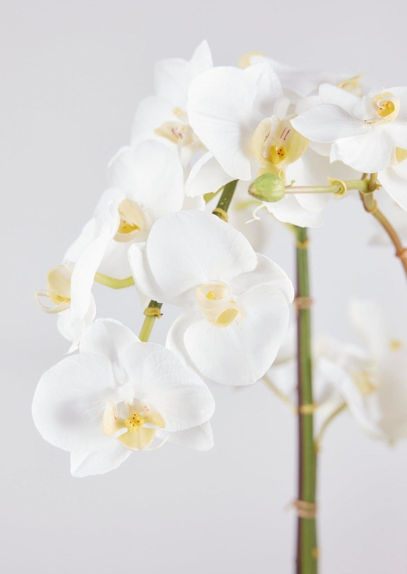 Potted Faux White Orchid Arrangement - 24"