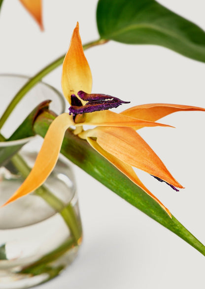 Faux Tropical Bird of Paradise Arrangement in Glass Vase - 11"