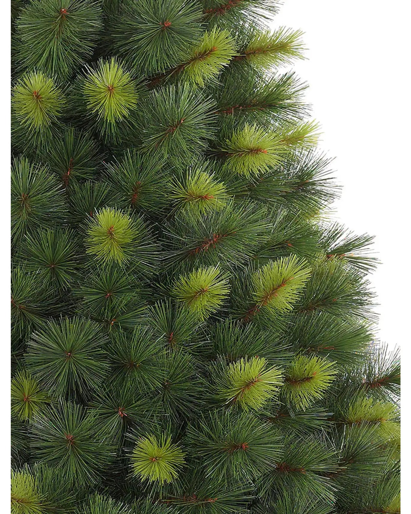 Scotch Pine