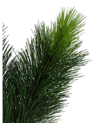 Scotch Pine