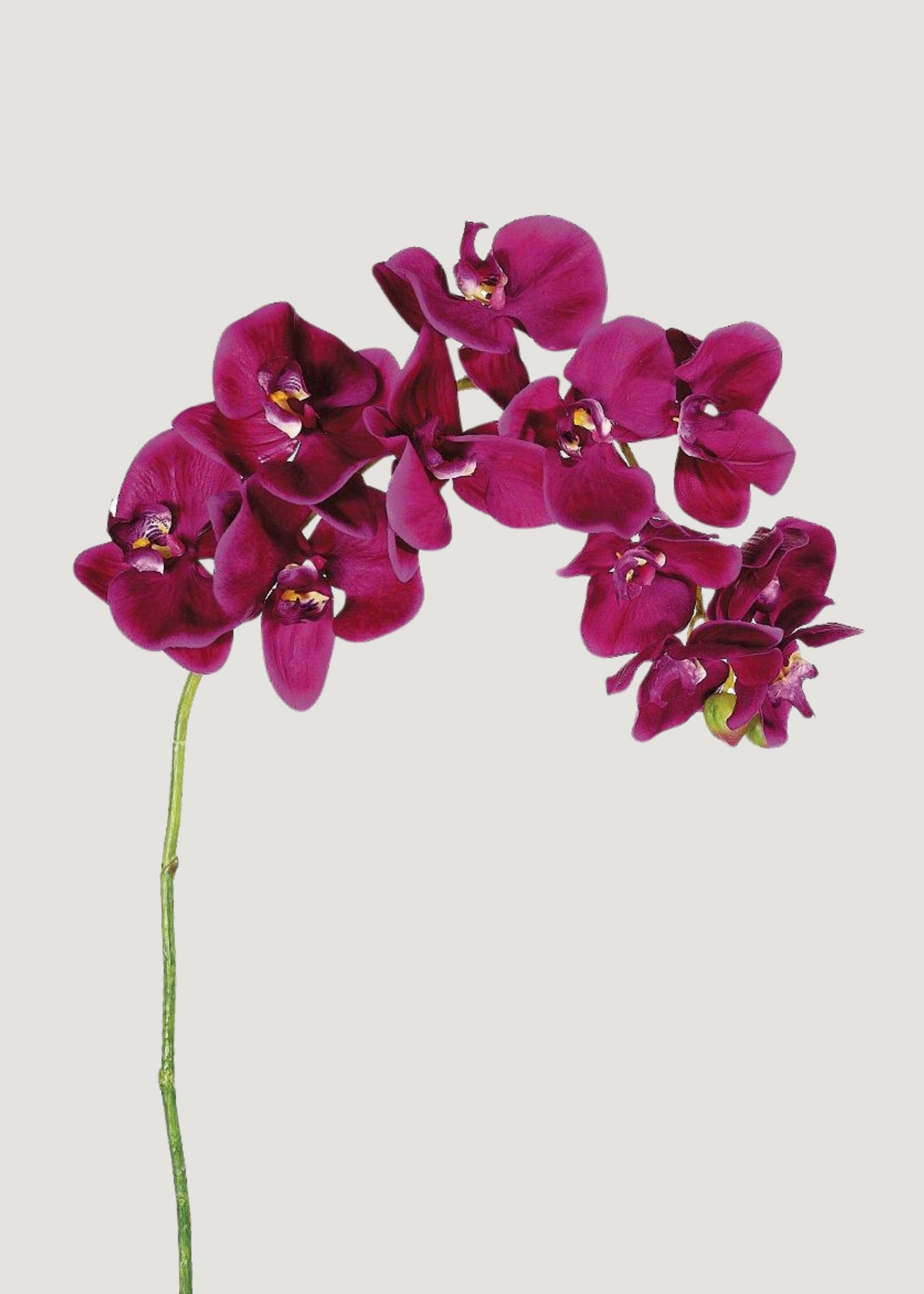 Violet Fuchsia Faux Phalaenopsis Orchid - 37"