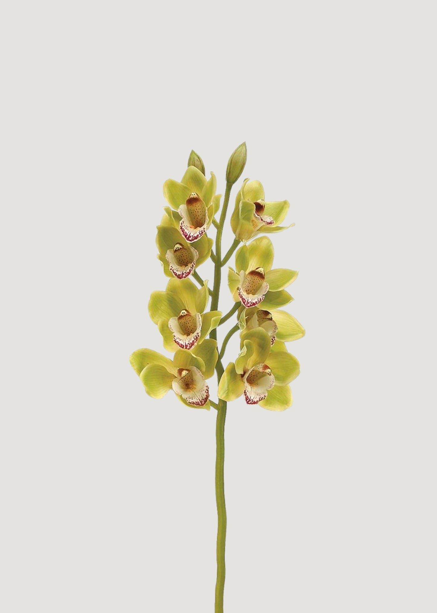 Green Burgundy Faux Cymbidium Orchids - 28.5"