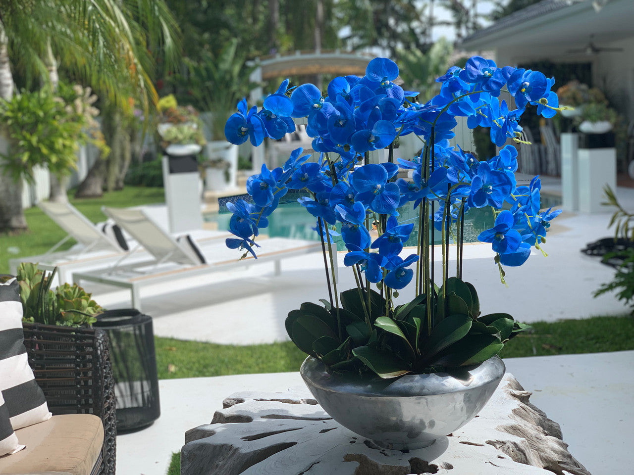 Avenue bowl with blue Phalaenopsis orchids