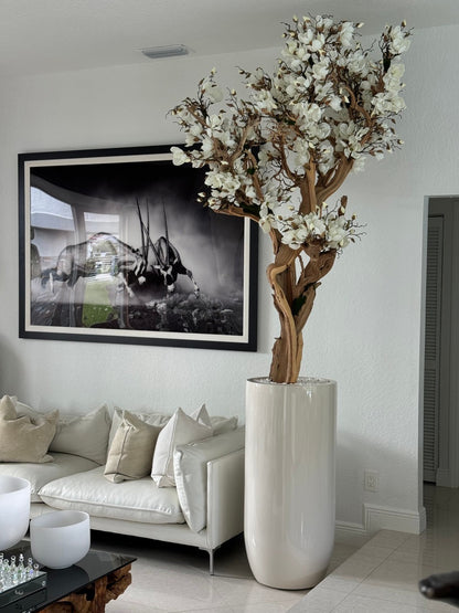 10ft White Magnolia Tree in Glossy Beige St. Tropez Planter