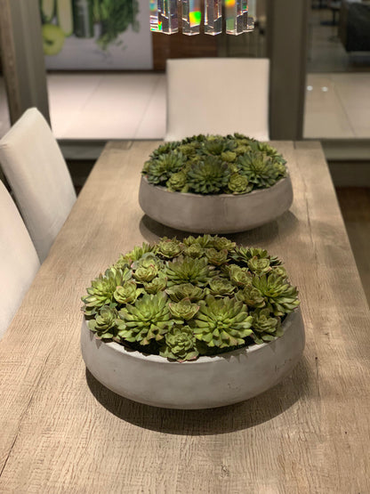 Newport bowl XL with succulents