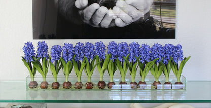 48″ Casa Moderna glass plate planter with blue hyacinths(Out of Stock)