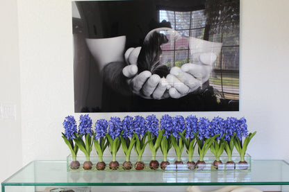 48″ Casa Moderna glass plate planter with blue hyacinths(Out of Stock)