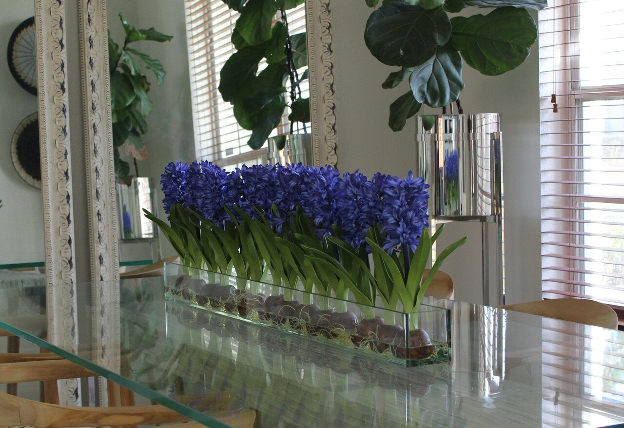 48″ Casa Moderna glass plate planter with blue hyacinths(Out of Stock)