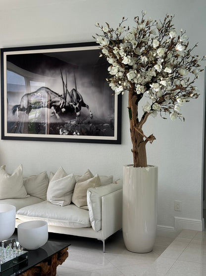 8ft White Magnolia Tree in Glossy Beige St. Tropez Planter