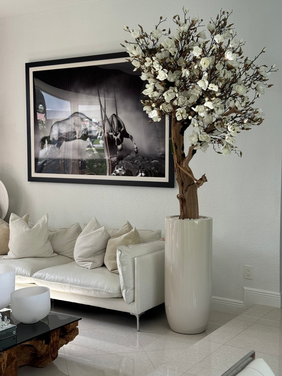 8ft White Magnolia Tree in Glossy Beige St. Tropez Planter