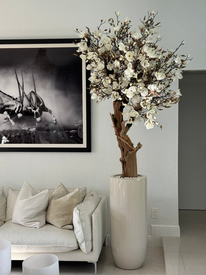 8ft White Magnolia Tree in Glossy Beige St. Tropez Planter