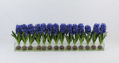 48″ Casa Moderna glass plate planter with blue hyacinths(Out of Stock)