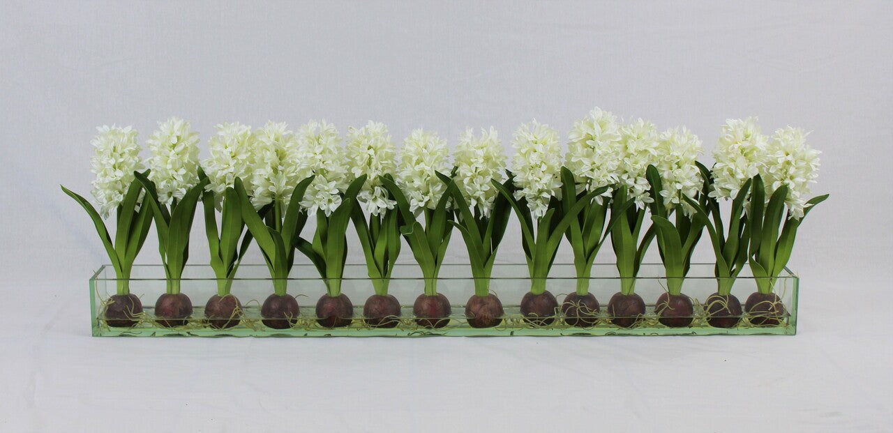 48″ Casa Moderna glass plate planter with white hyacinths