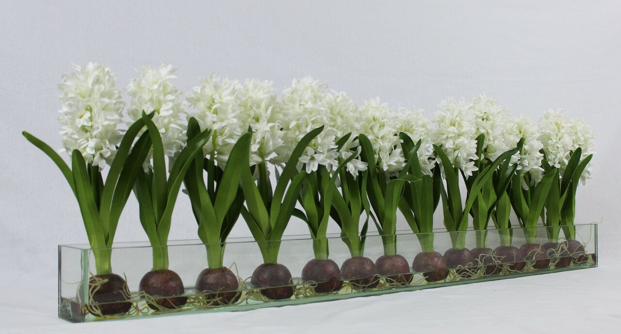 48″ Casa Moderna glass plate planter with white hyacinths