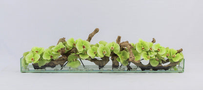 48″ Casa Moderna Glass Plate Planter with green Phalaenopsis orchids