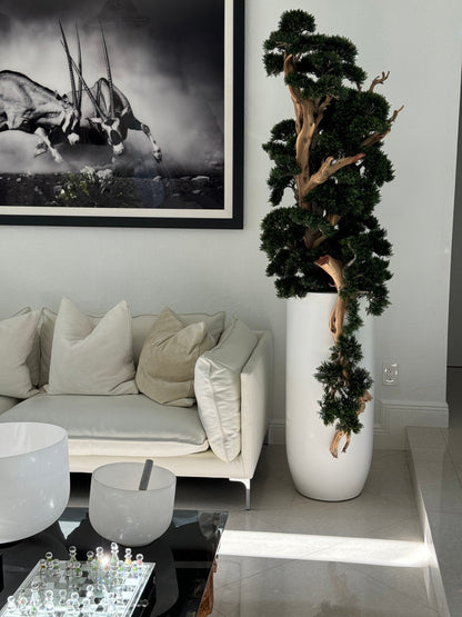 Bonsai in Matte White Saint Tropez Planter