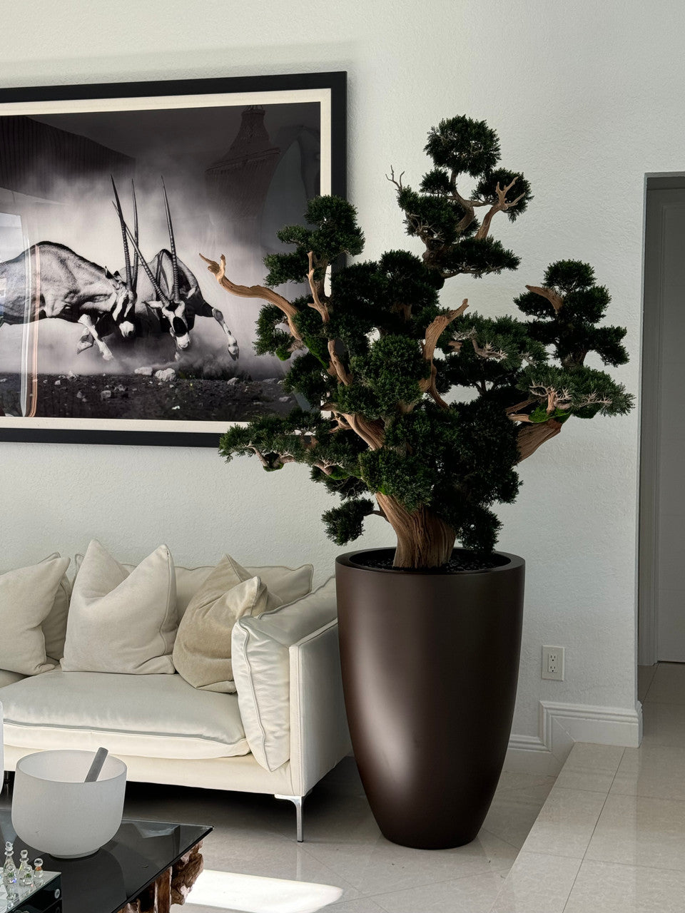 Oversized Bonsai in Matte Brown Brannan Planter