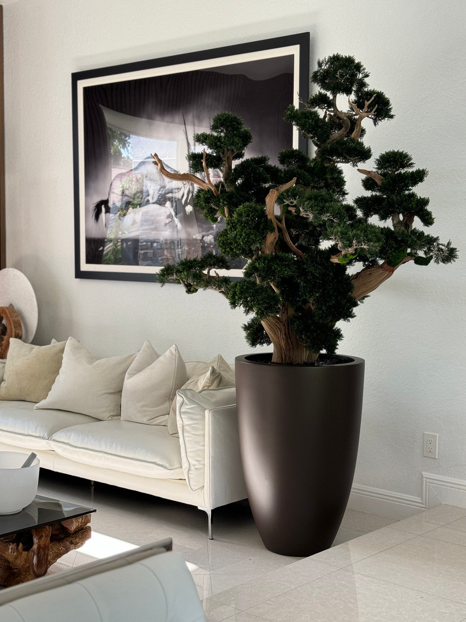 Oversized Bonsai in Matte Brown Brannan Planter