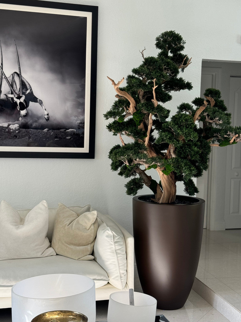 Oversized Bonsai in Matte Brown Brannan Planter