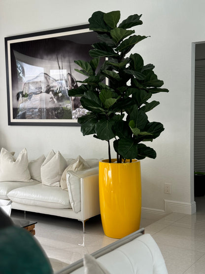 Fiddle Leaf Tree with Glossy Yellow Lisbon Planter