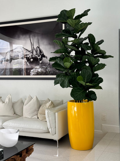 Fiddle Leaf Tree with Glossy Yellow Lisbon Planter