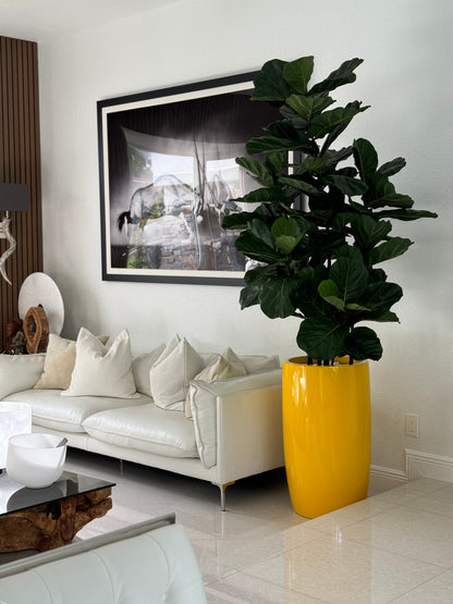 Fiddle Leaf Tree with Glossy Yellow Lisbon Planter