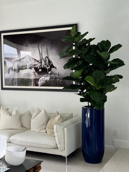 Fiddle Leaf Tree with Glossy Cobalt Blue St. Tropez Planter