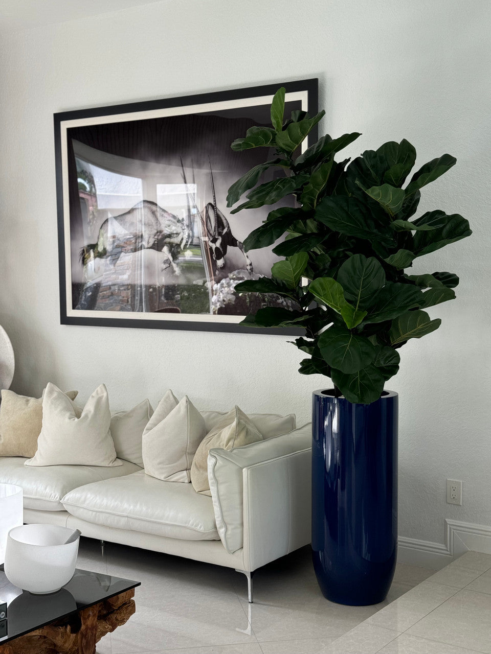 Fiddle Leaf Tree with Glossy Cobalt Blue St. Tropez Planter