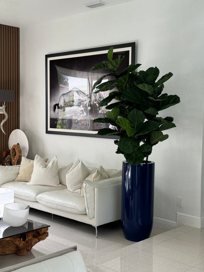 Fiddle Leaf Tree with Glossy Cobalt Blue St. Tropez Planter