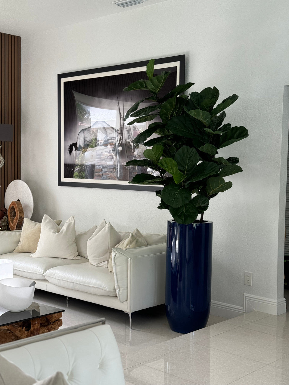 Fiddle Leaf Tree with Glossy Cobalt Blue St. Tropez Planter