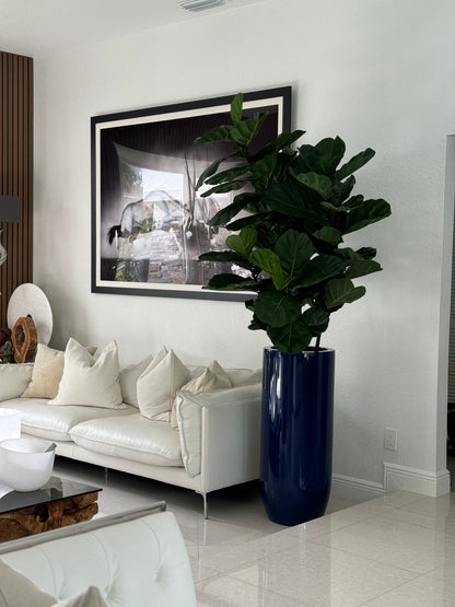 Fiddle Leaf Tree with Glossy Cobalt Blue St. Tropez Planter