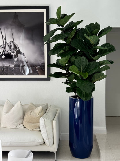 Fiddle Leaf Tree with Glossy Cobalt Blue St. Tropez Planter