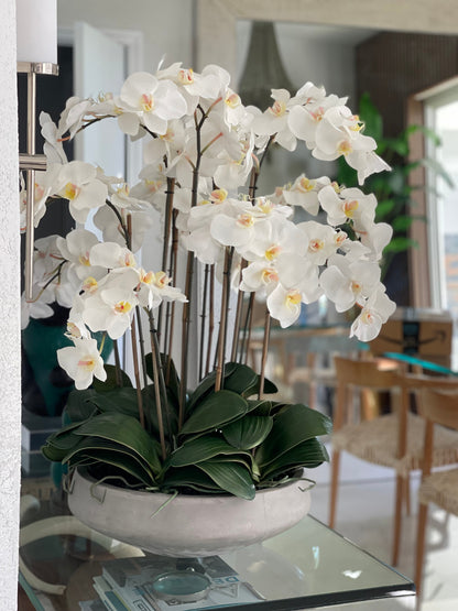 White Orchids in Newport Bowl