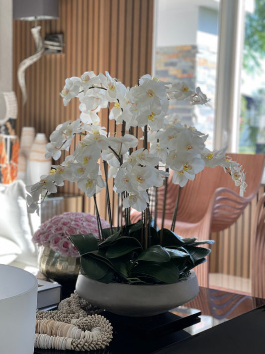 White Orchids in Newport Bowl